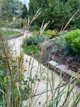 Plant name: Indian Grass Sorghastrum nutans 